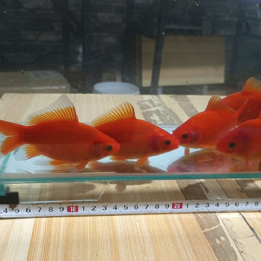 冷睡鹦鹉。各种金鱼。