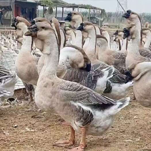 汕头潮汕狮头鹅小鹅苗包邮到家