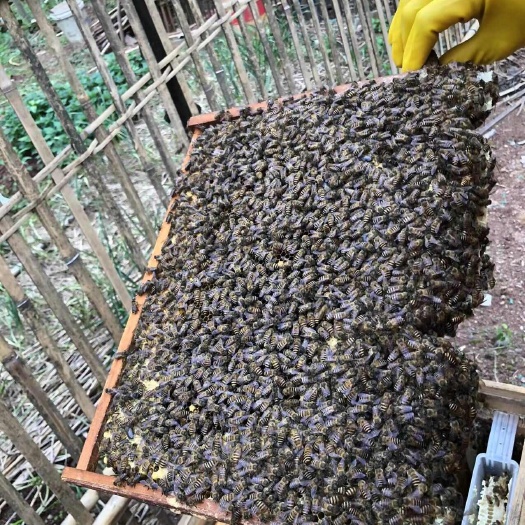 岑溪市中蜂授粉蜂群一对一技术指导