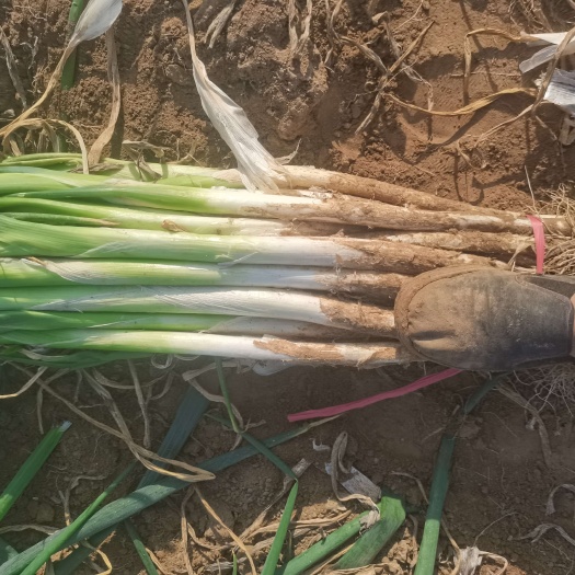 夏津县长白大葱产地直发