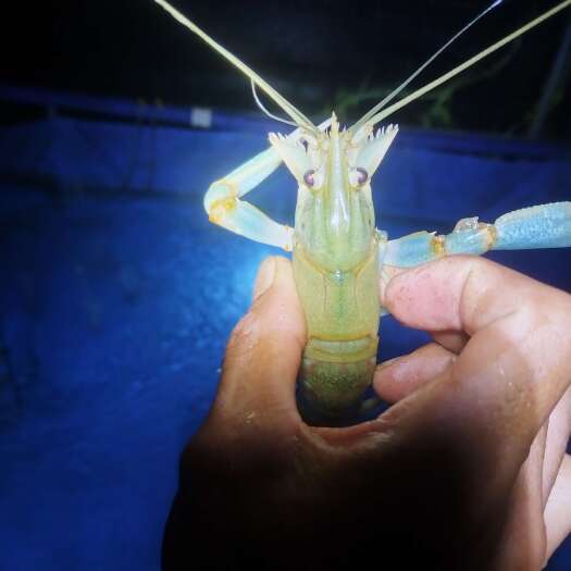 澄迈县澳洲淡水龙虾