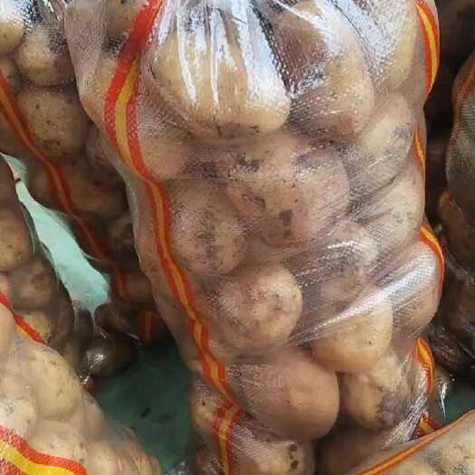 邯郸精品沃土，个大黄心，口感好