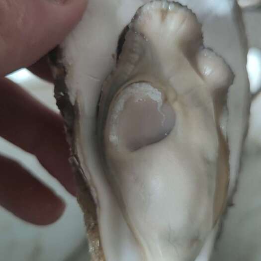 海阳市乳山生蚝1-8全规格有货