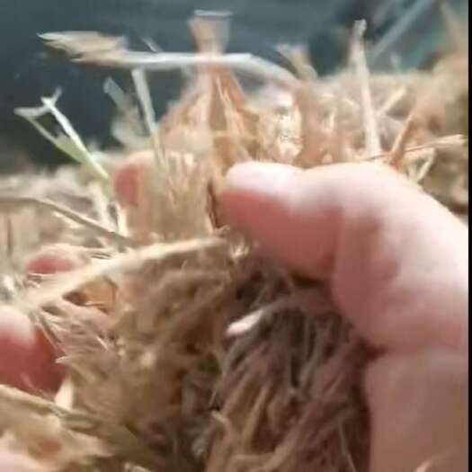 铡断稻草小套袋