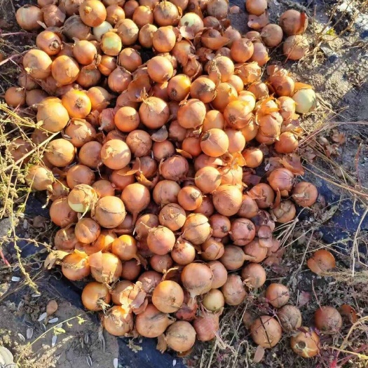 黄皮洋葱产地直卖，有需要的联系