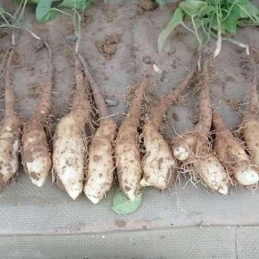 山药豆苗