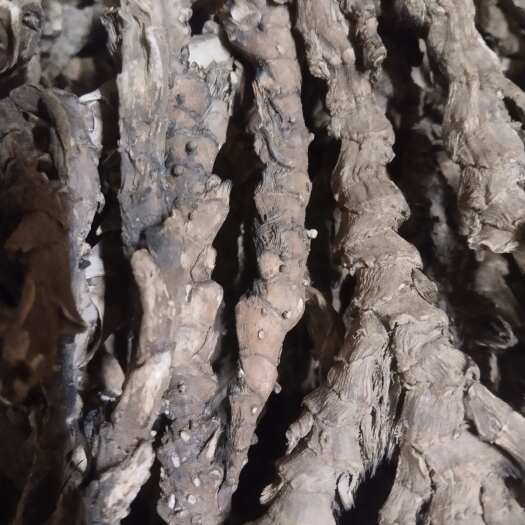 怀集县有种植的高粉质石菖蒲出售，全部已过滚筒干净货