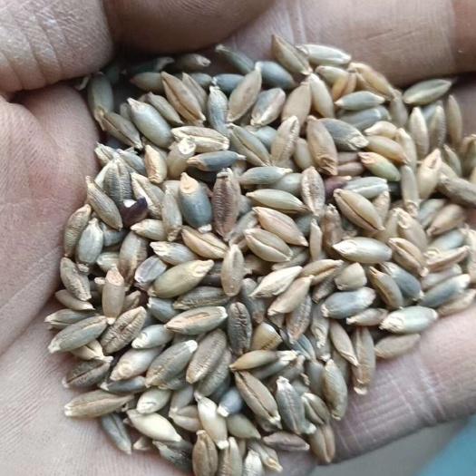 大通县酿酒青稞  青海青稞大量批发，24年新货现货清选上车干净无杂