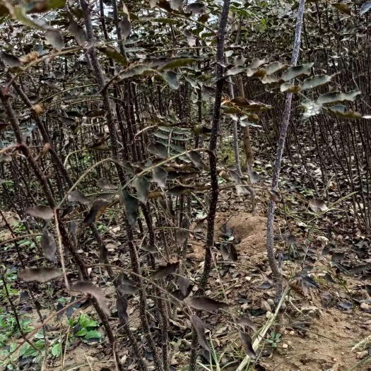 泰安大红袍花椒苗 狮子头花椒苗批发基地
