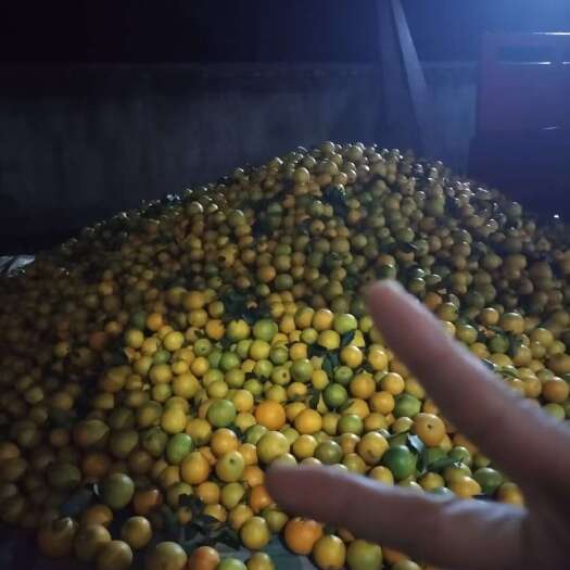 麻阳县麻阳冰糖橙已上货，随时可以采摘。