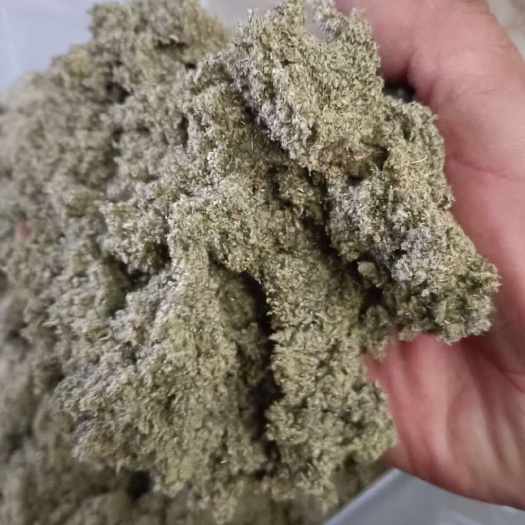 蒙阴县沂蒙山三年陈小艾叶 艾绒保质保量