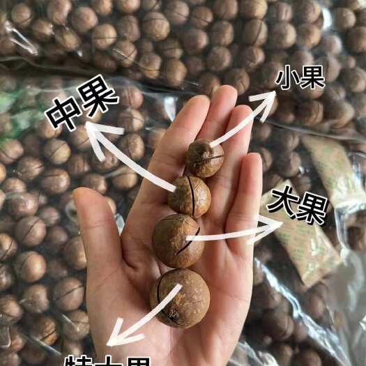 思茅夏威夷果  有实力的老板来聊
