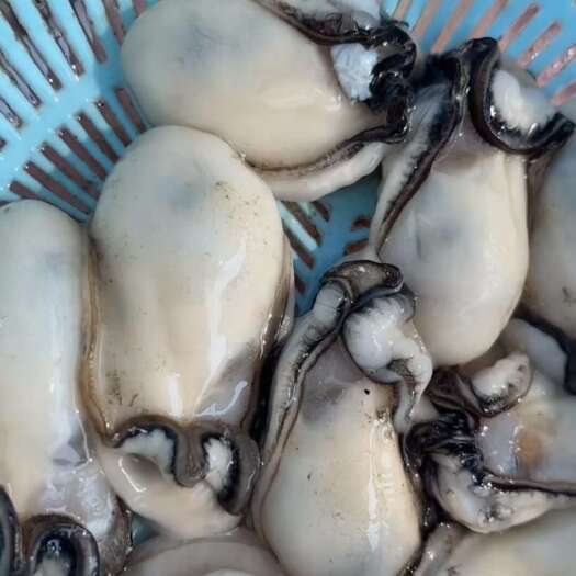 阳西县阳江阳西县程村镇白蚝新鲜现捞活体直供批发，一斤也是批发价