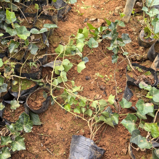 浏阳市苗圃常年直供爬藤植物常青藤杯苗常青藤地苗根系好易成活量大从