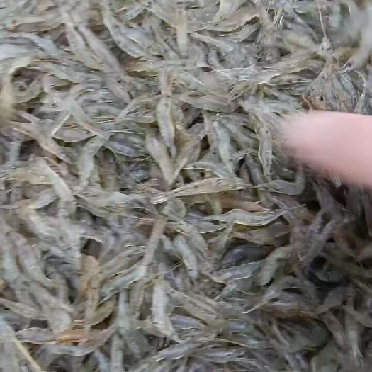 潜江市湖泊稻田河虾~个头大，活力强，耐运输