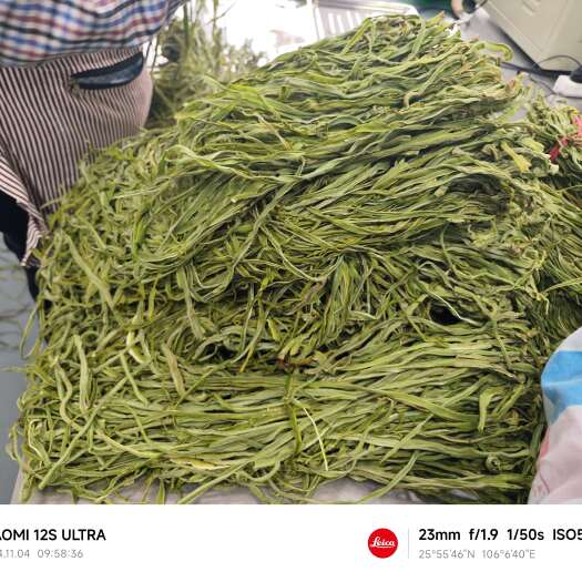 紫云县贵州安顺紫云干贡菜种植，加工直发