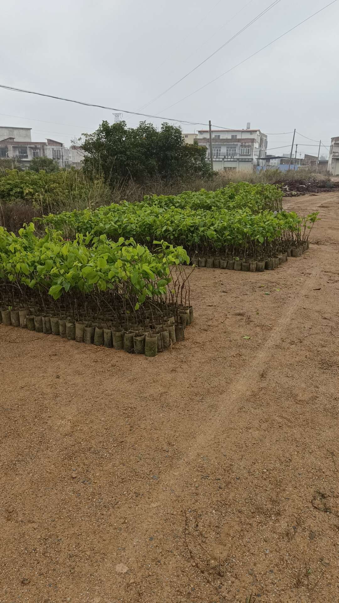 合勝果苗