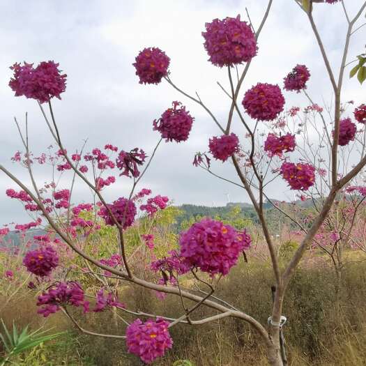 藤县本场地紫花风铃树贱卖清场  种屋前屋后 公园 马路边等等
