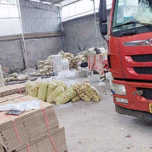 滨州滨州沾化产地发货 鲜枣核果仁果 类当季优品水果 农场现采