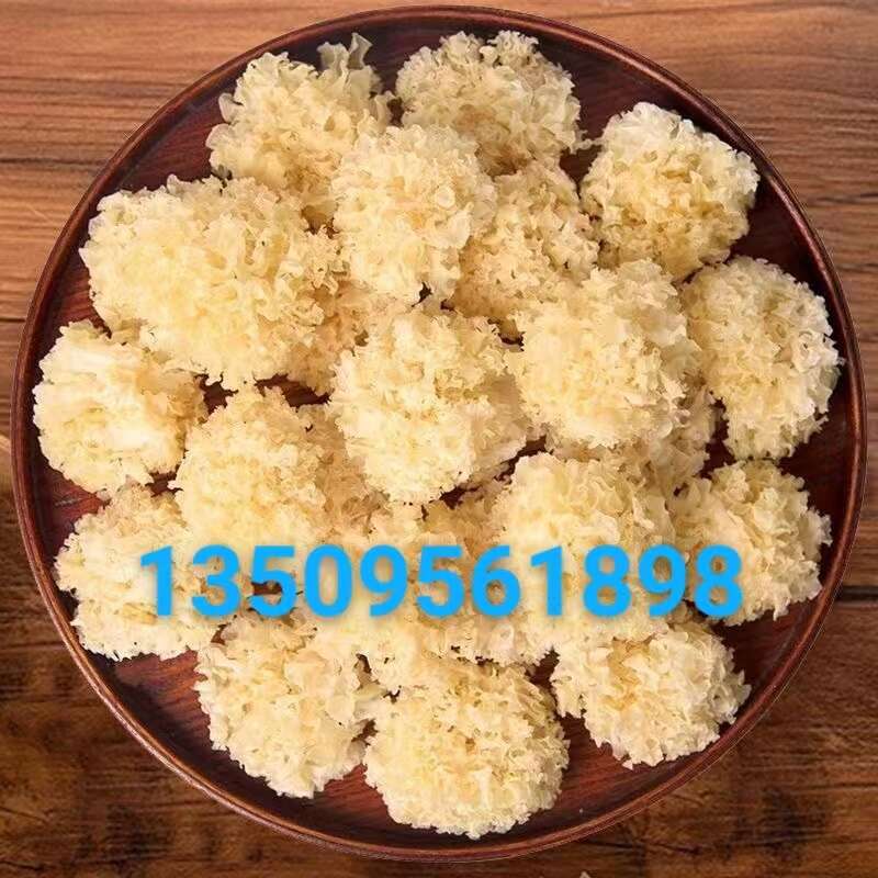 諾顏食用菌