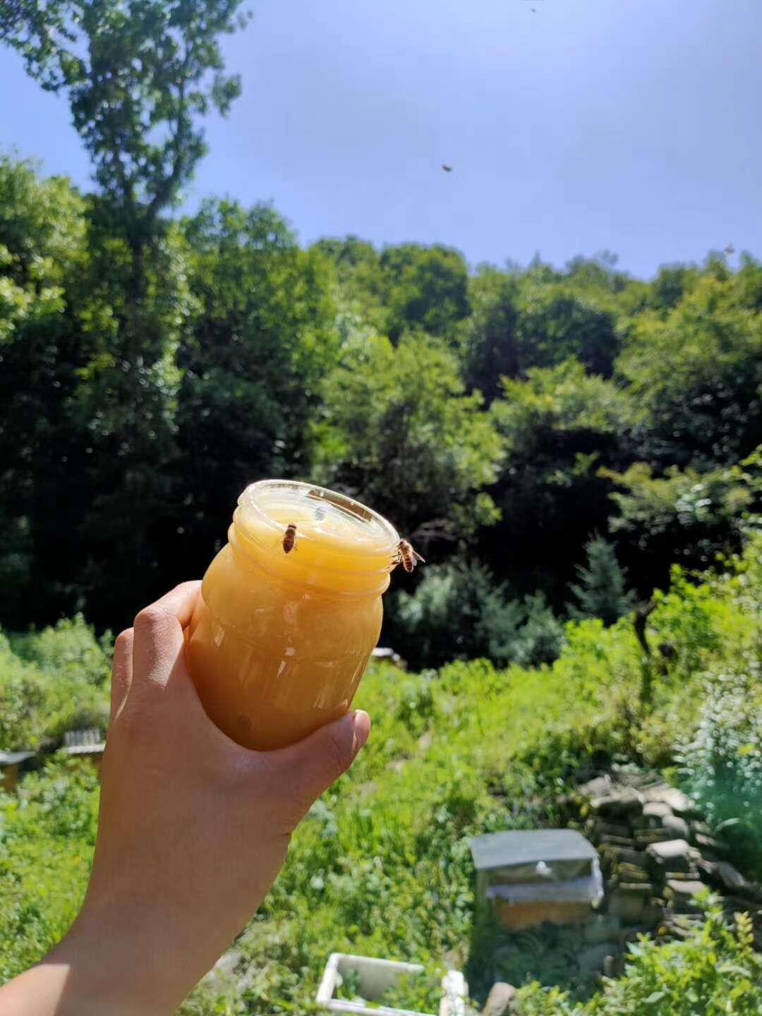 三多中華蜂養(yǎng)殖