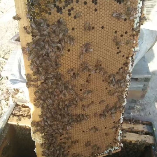 法库县蜂蜜 土蜂蜜 纯蜂蜜，