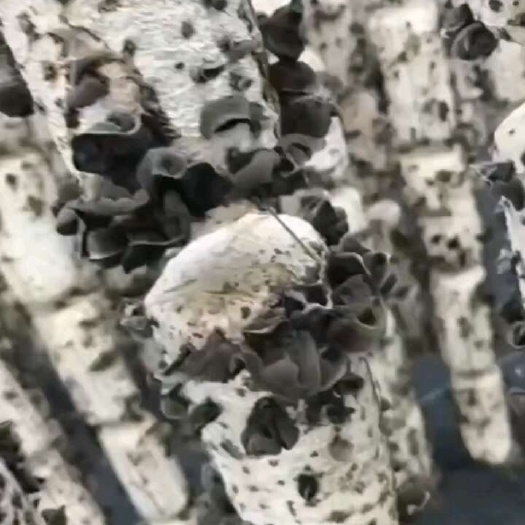 桂林东北秋云耳，