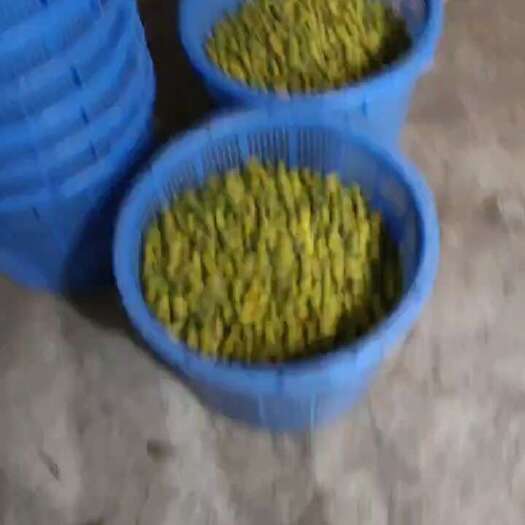 普宁市特脆小个二号橄榄