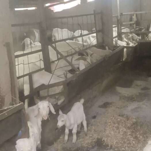 襄城县河南许昌白山羊 活畜新鲜优质 产地直发