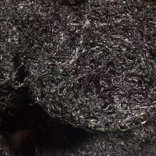 惠安县紫菜，自家种植，头水，二水，三收批发