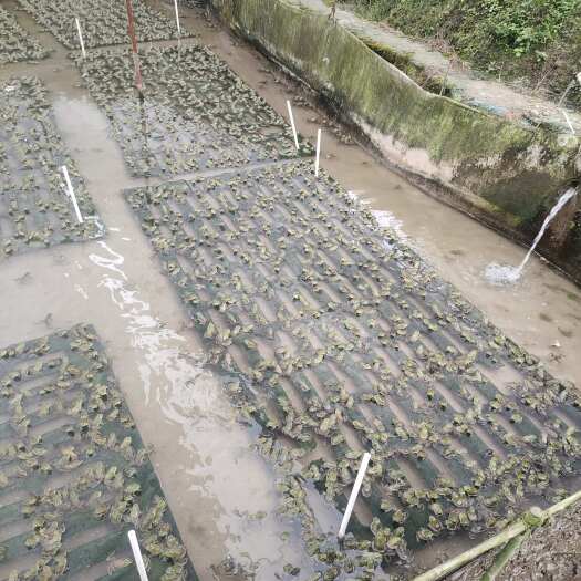 南宁牛蛙，只做精品水产搬运工