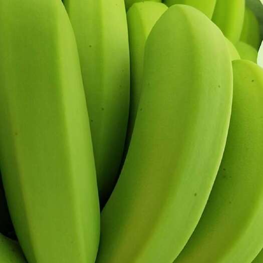 金平县云南高山精品巴西蕉，可长期全国发货视频看货，全飞吊