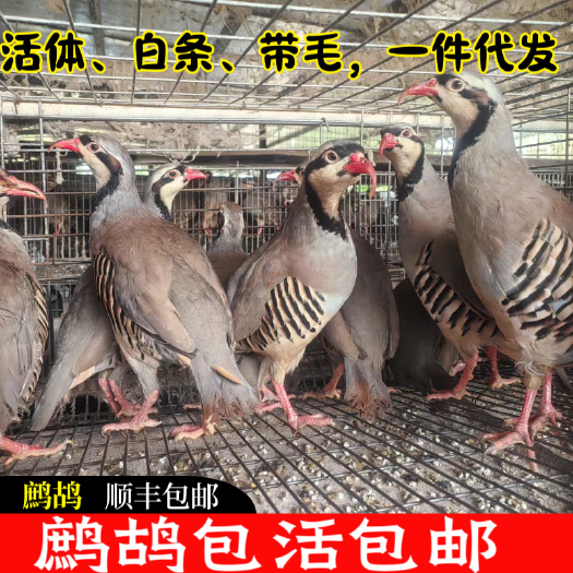 元氏县鹧鸪美国鹧鸪飞龙嘎啦鸡呱呱鸡白条活体带毛一件代发电商
