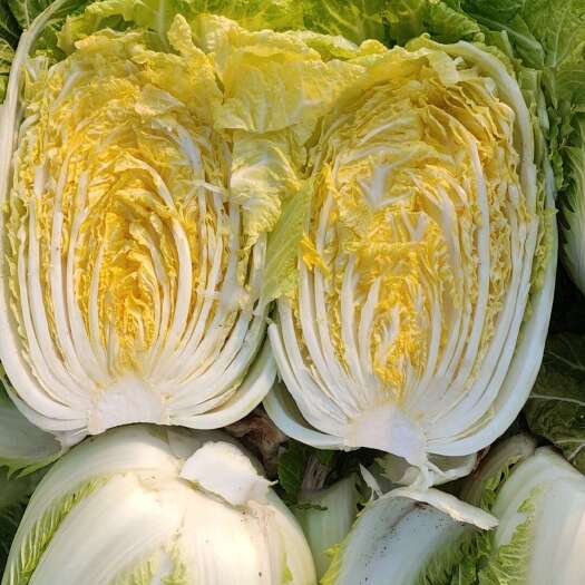 新野县大白菜