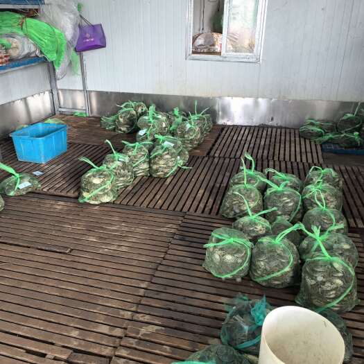 宝应县大闸蟹批发