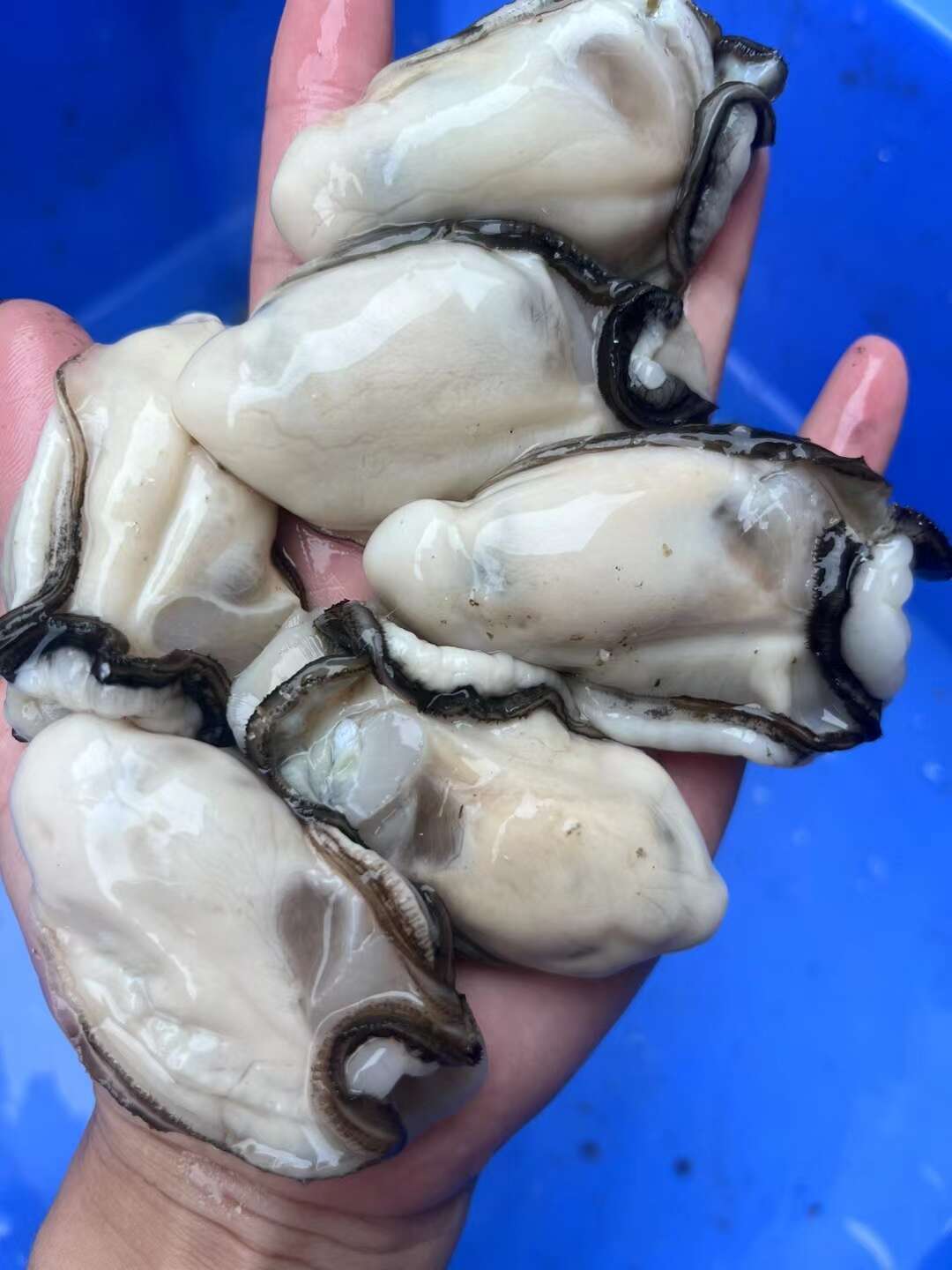 阳西县程村镇白蚝新鲜生蚝产地直销 活水现捞当日发货 广东直供