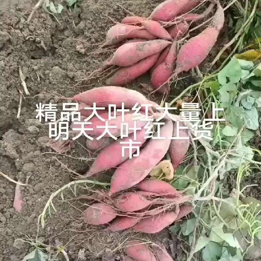 陆丰市精品大叶红