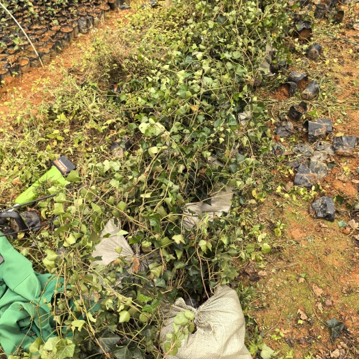 苗圃直供常青藤杯苗量大从优