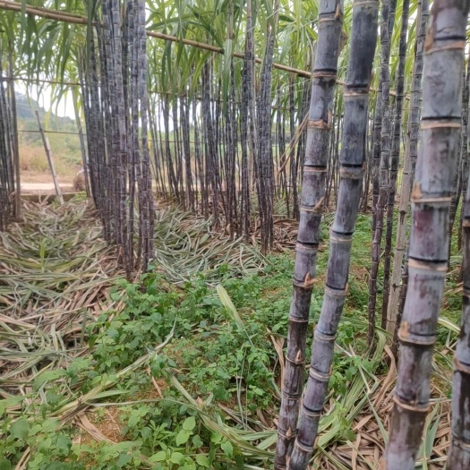 翁源县节长，果甜，可到现场看货