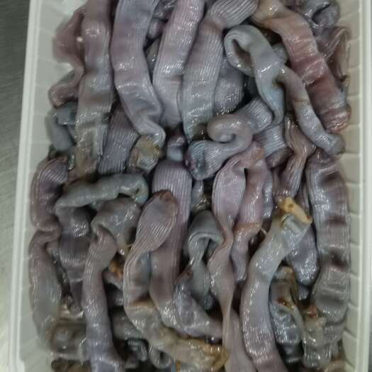 东港市去赃沙虫