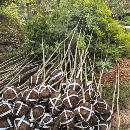 浏阳市苗圃直供珍贵树种金丝楠木造林苗绿化苗量大从优