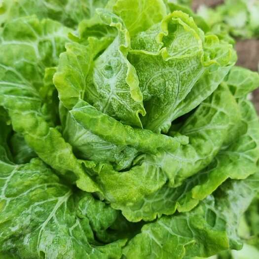 西华县油麦菜