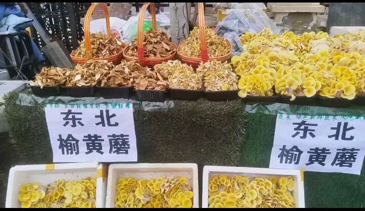 北京东北榆黄蘑
