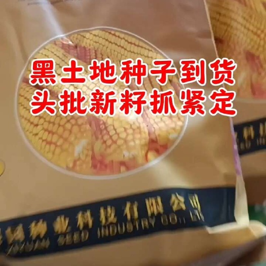 [现货]辽宁卫 视黑土地玉米种子真冠C501平地山地沙地坡地