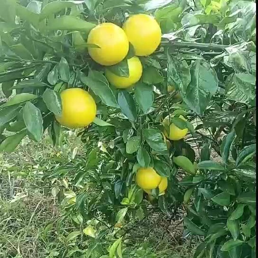防城港大量上市了