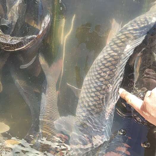 济宁大鲤鱼