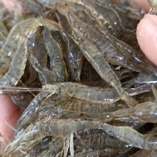 潜江市天然白米虾，超高活力，
干净透亮，颗粒饱满，补钙佳品