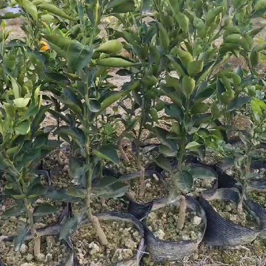 秭归县伦晚脐橙苗 伦晚树苗