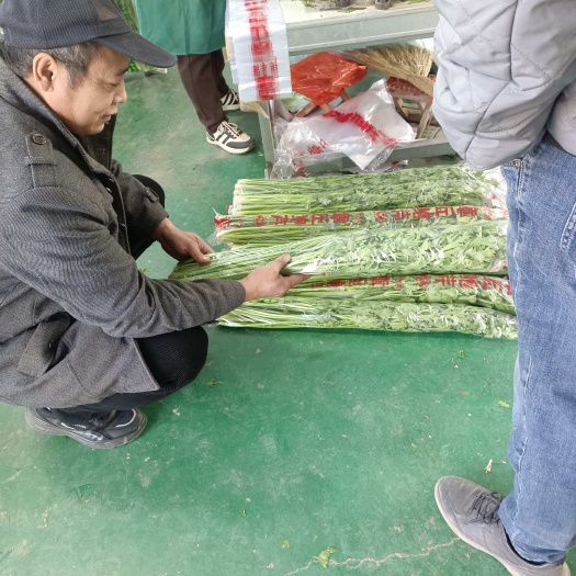 章丘鲍芹精品礼品活动赠品摆摊章丘发货