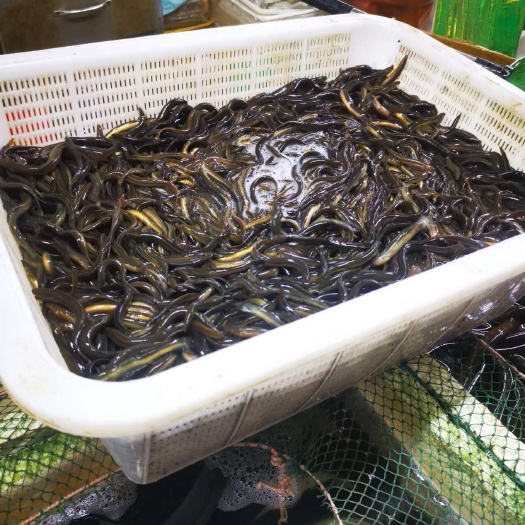 沭阳县大小规格泥鳅苗批发 养殖 钓鱼 放生